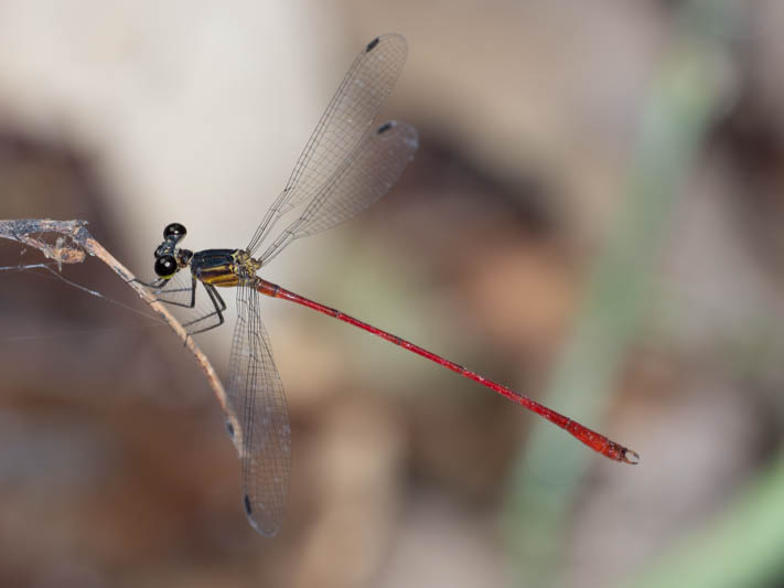 Heteragrion erythrogastrum (Red and Black Flatwing)-4.jpg